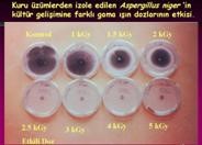 argeE25